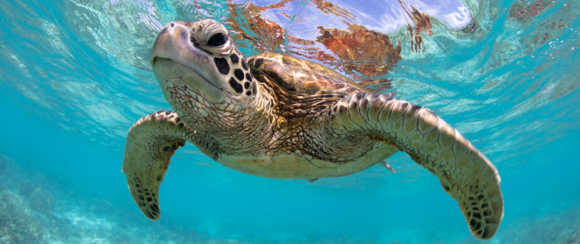 Green Sea Turtle