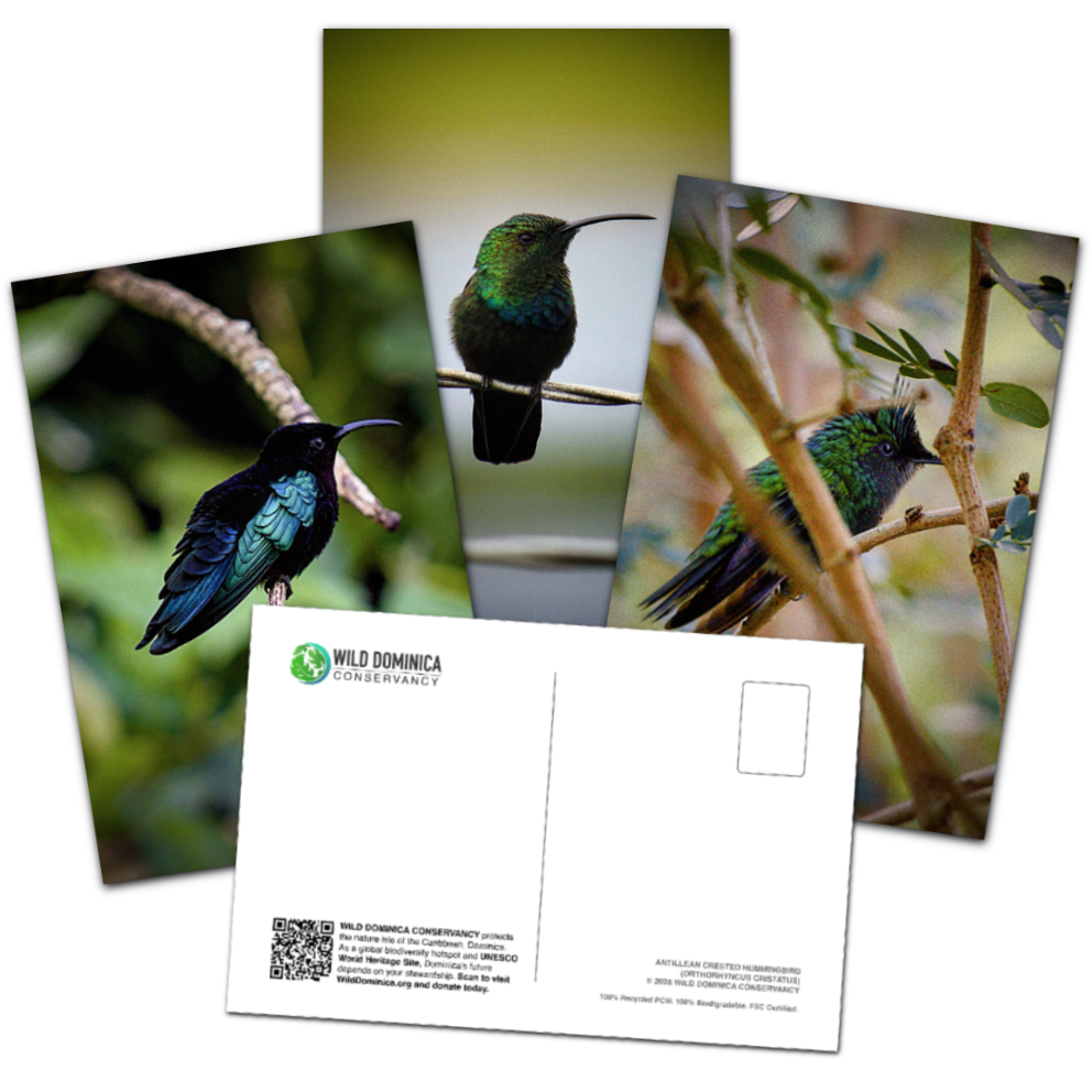 Postcards